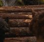 BreakingDawnPt1-2642.jpg