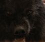 BreakingDawnPt1-2658.jpg