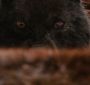 BreakingDawnPt1-2660.jpg