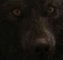 BreakingDawnPt1-2662.jpg