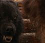 BreakingDawnPt1-2669.jpg