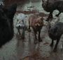 BDPart1Trailer0119.jpg