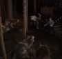 BDPart1Trailer0136.jpg