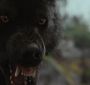 BDPart1Trailer0159.jpg