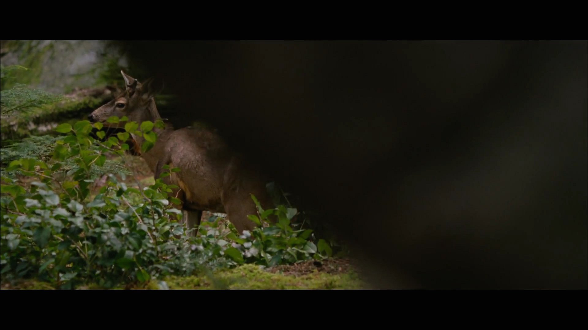 BDPt2Trailer0010.jpg