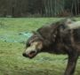 NewMoonTrailer0159.jpg