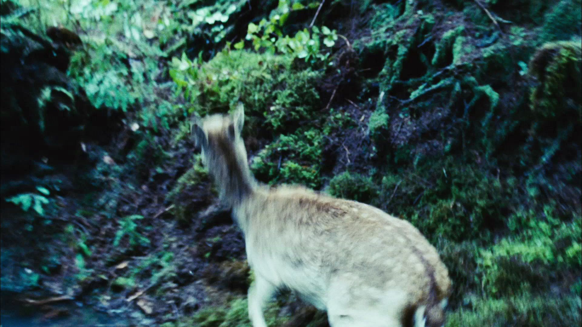 TwilightTeaser1_0009.jpg
